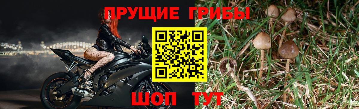 Галлюциногенные грибы Cubensis Великие Луки